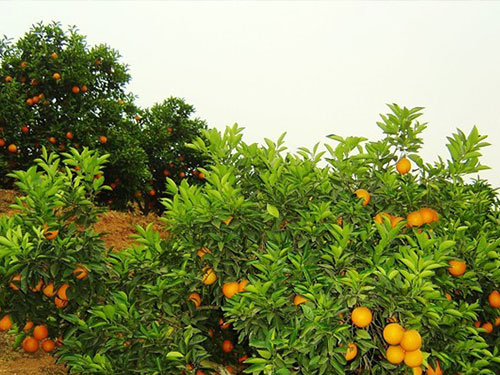 基它水果种植基地